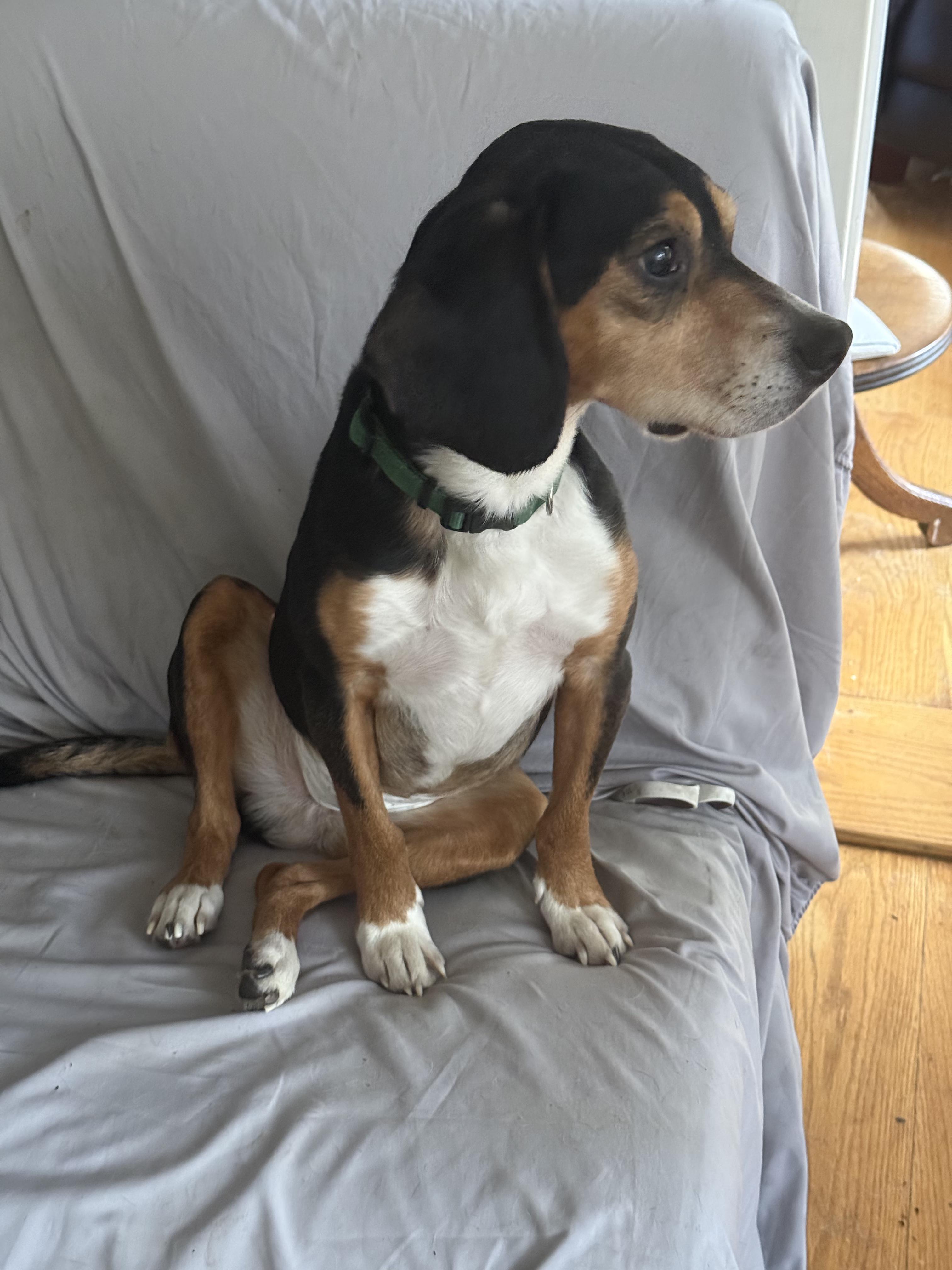 Enlarge Sampson, a ADOPTABLE mixed breed in Wingdale, NY image 5/5