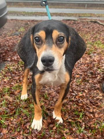 Enlarge Sampson, a ADOPTABLE mixed breed in Wingdale, NY image 3/5