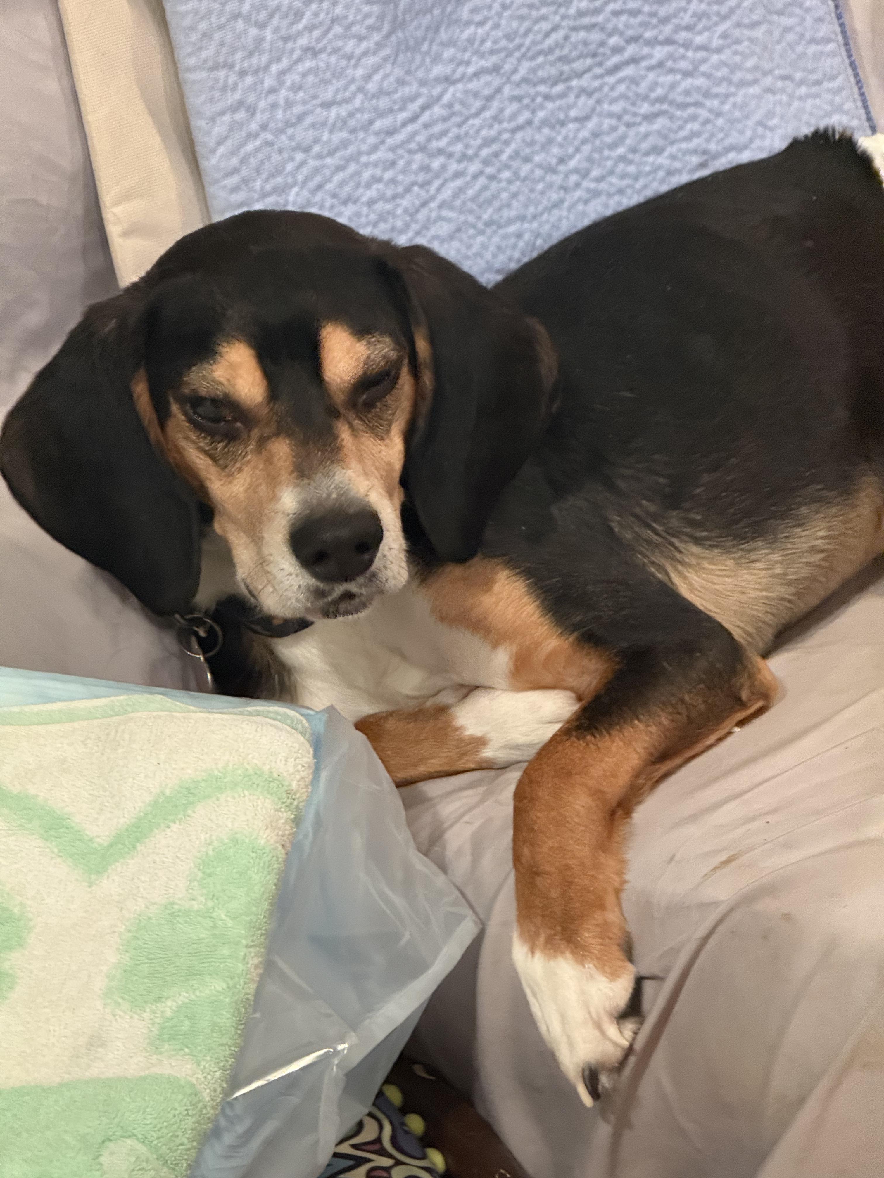 Enlarge Sampson, a ADOPTABLE mixed breed in Wingdale, NY image 2/5