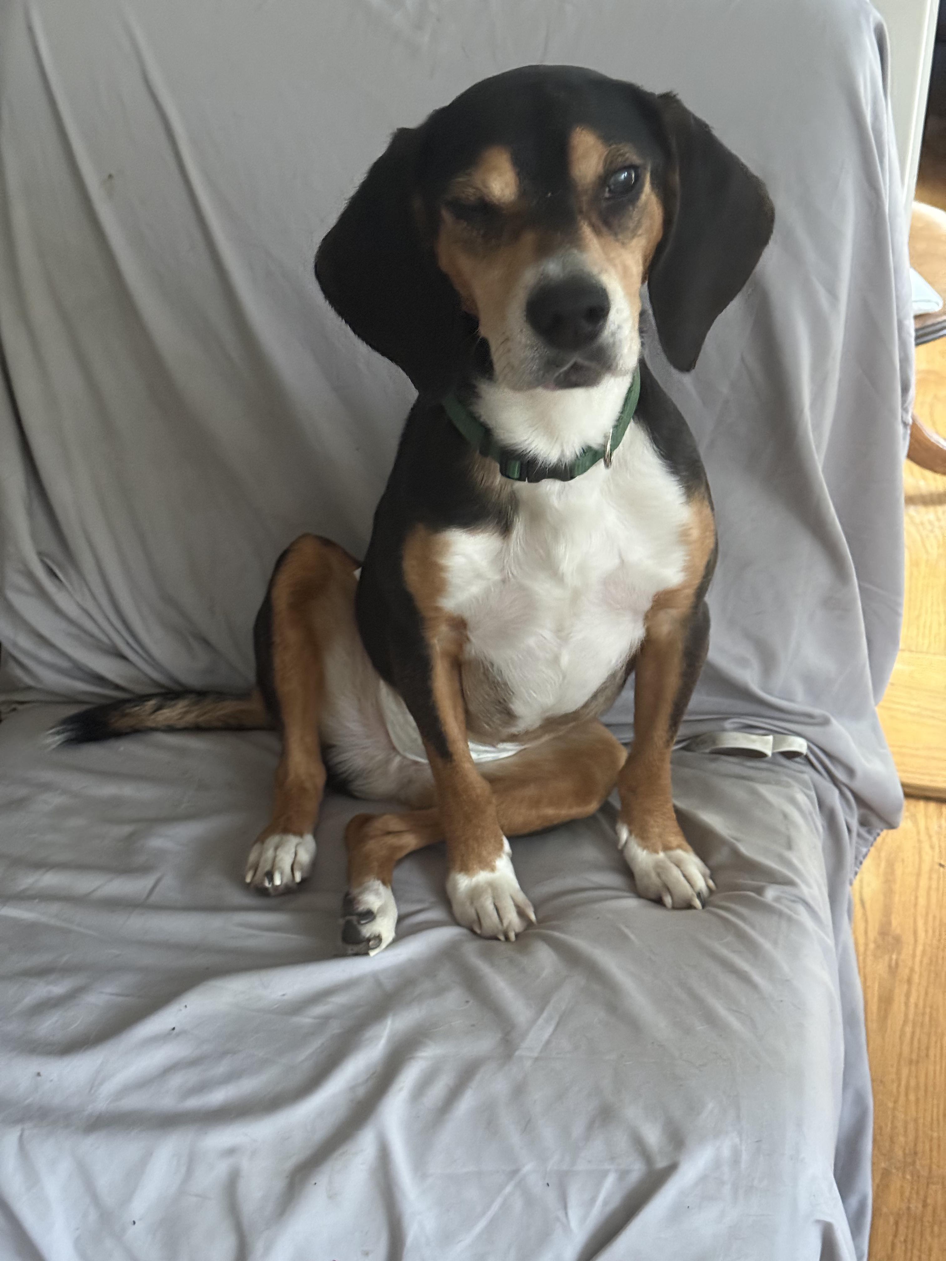 Enlarge Sampson, a ADOPTABLE mixed breed in Wingdale, NY image 1/5