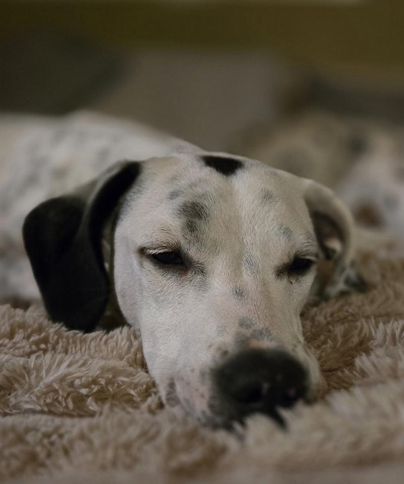 Bruce Wayne, Adoptable, Young Male Dalmatian.