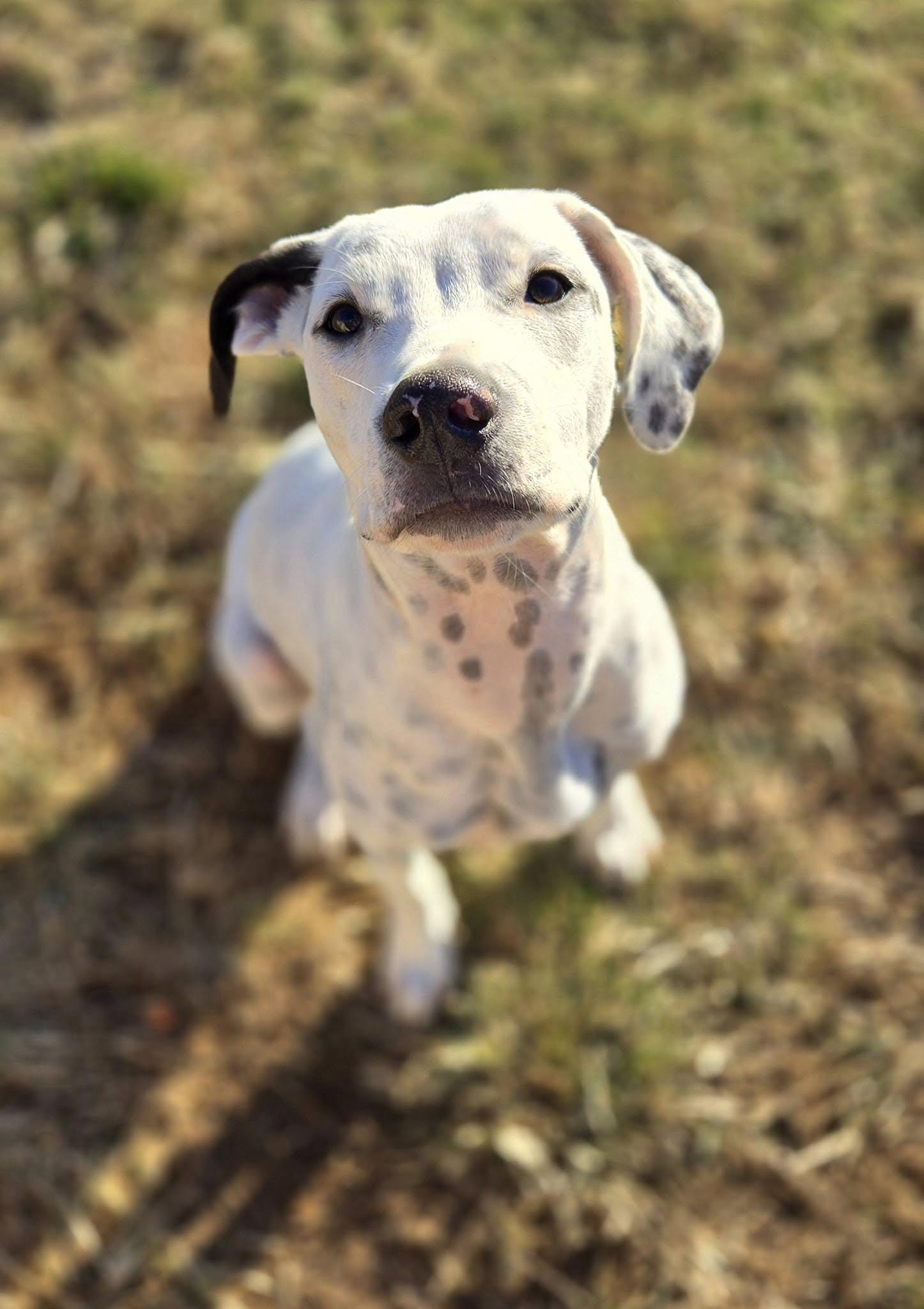Bruce Wayne, a Adoptable mixed breed in Mounds, OK image 2/4
