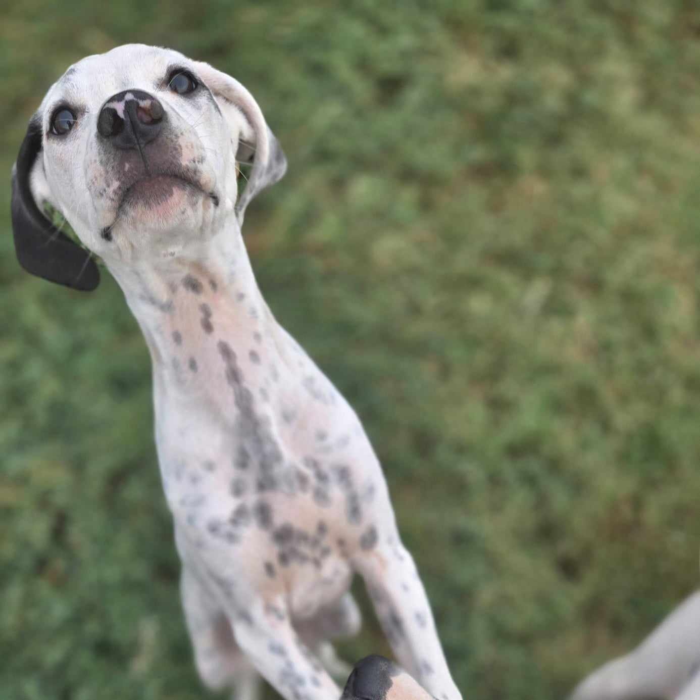 Bruce Wayne, a Adoptable mixed breed in Mounds, OK image 3/4