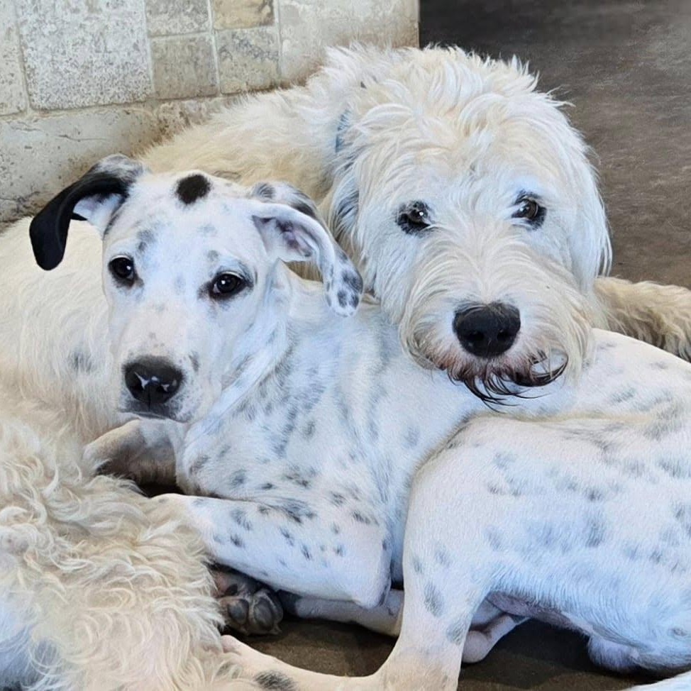 Enlarge Bruce Wayne, a Adoptable mixed breed in Mounds, OK image 4/5