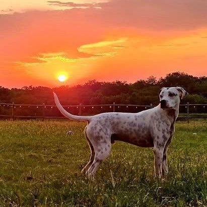 Enlarge Bruce Wayne, a Adoptable mixed breed in Mounds, OK image 5/5