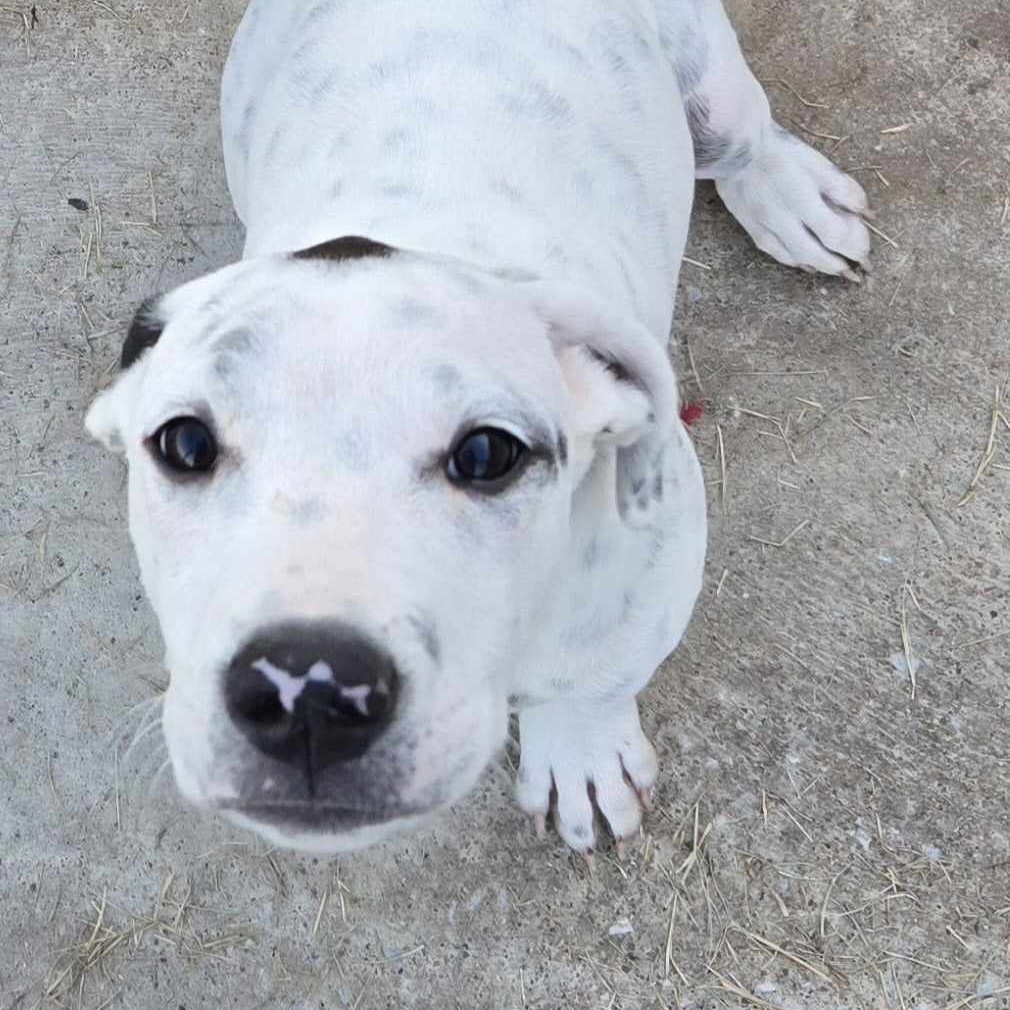 Bruce Wayne, a Adoptable mixed breed in Mounds, OK image 4/4