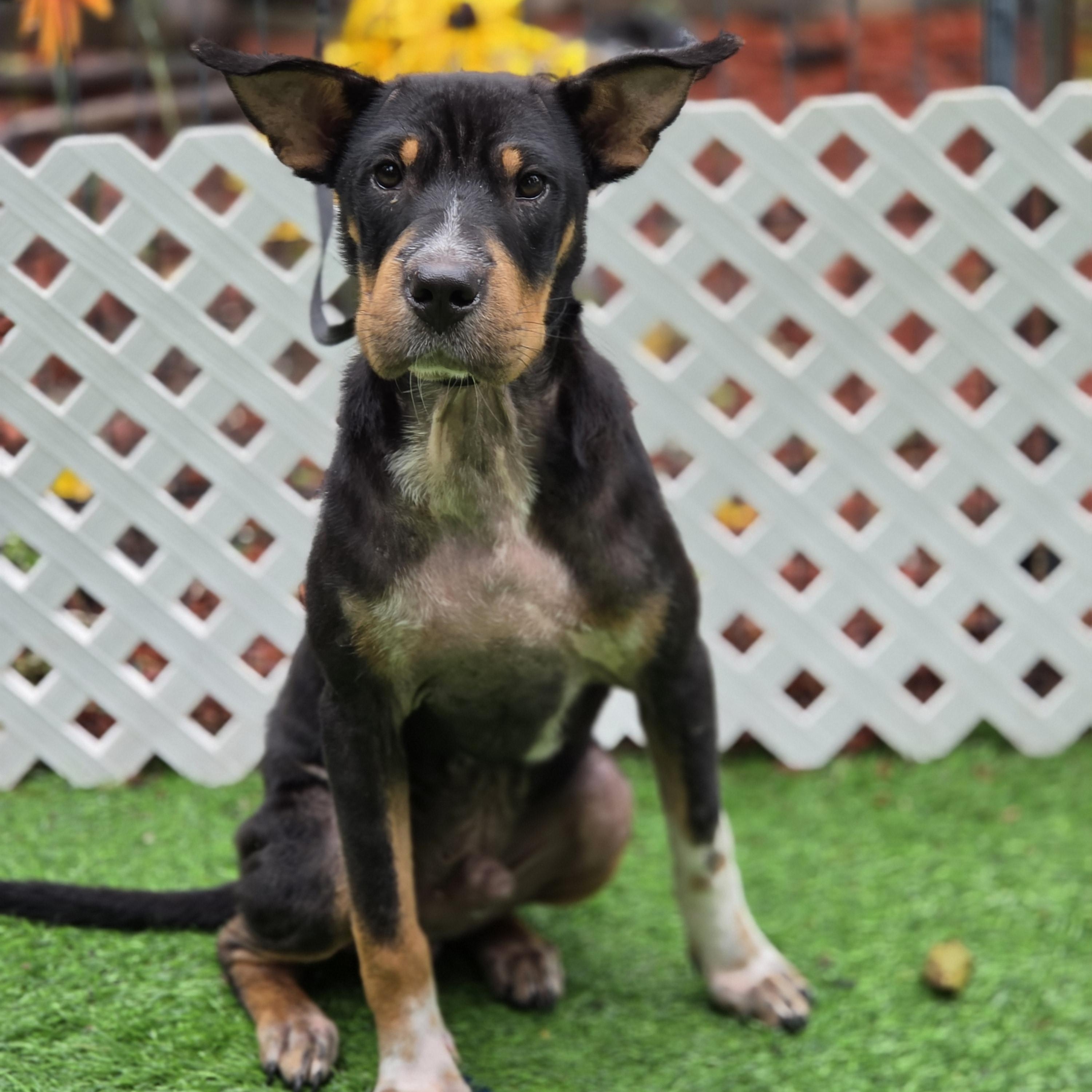Pace, Adoptable, Puppy Male Shar-Pei & Mixed Breed.
