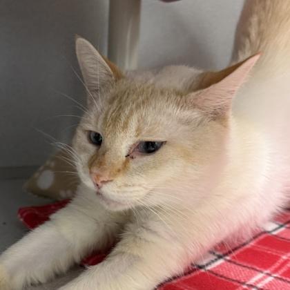 Warren, an adopted mixed breed in Lansing, MI image 2/3