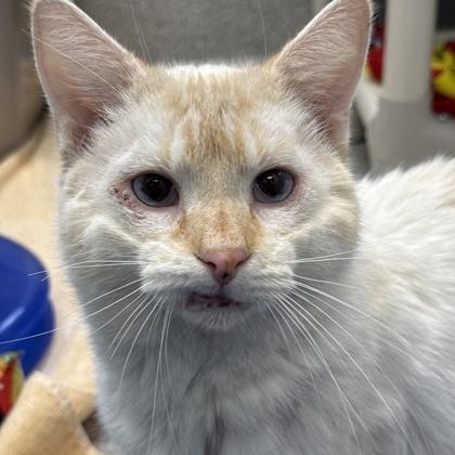 Enlarge Warren, a ADOPTABLE mixed breed in Lansing, MI image 1/2