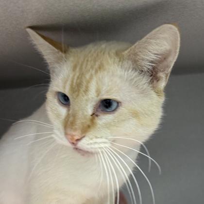 Warren, an adopted mixed breed in Lansing, MI image 1/3