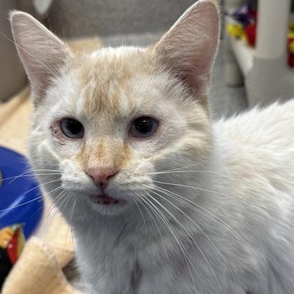 Enlarge Warren, a ADOPTABLE mixed breed in Lansing, MI image 2/2