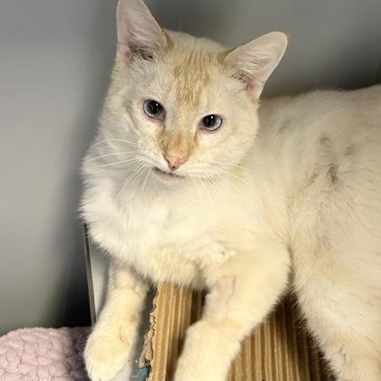 Warren, an adopted mixed breed in Lansing, MI image 3/3