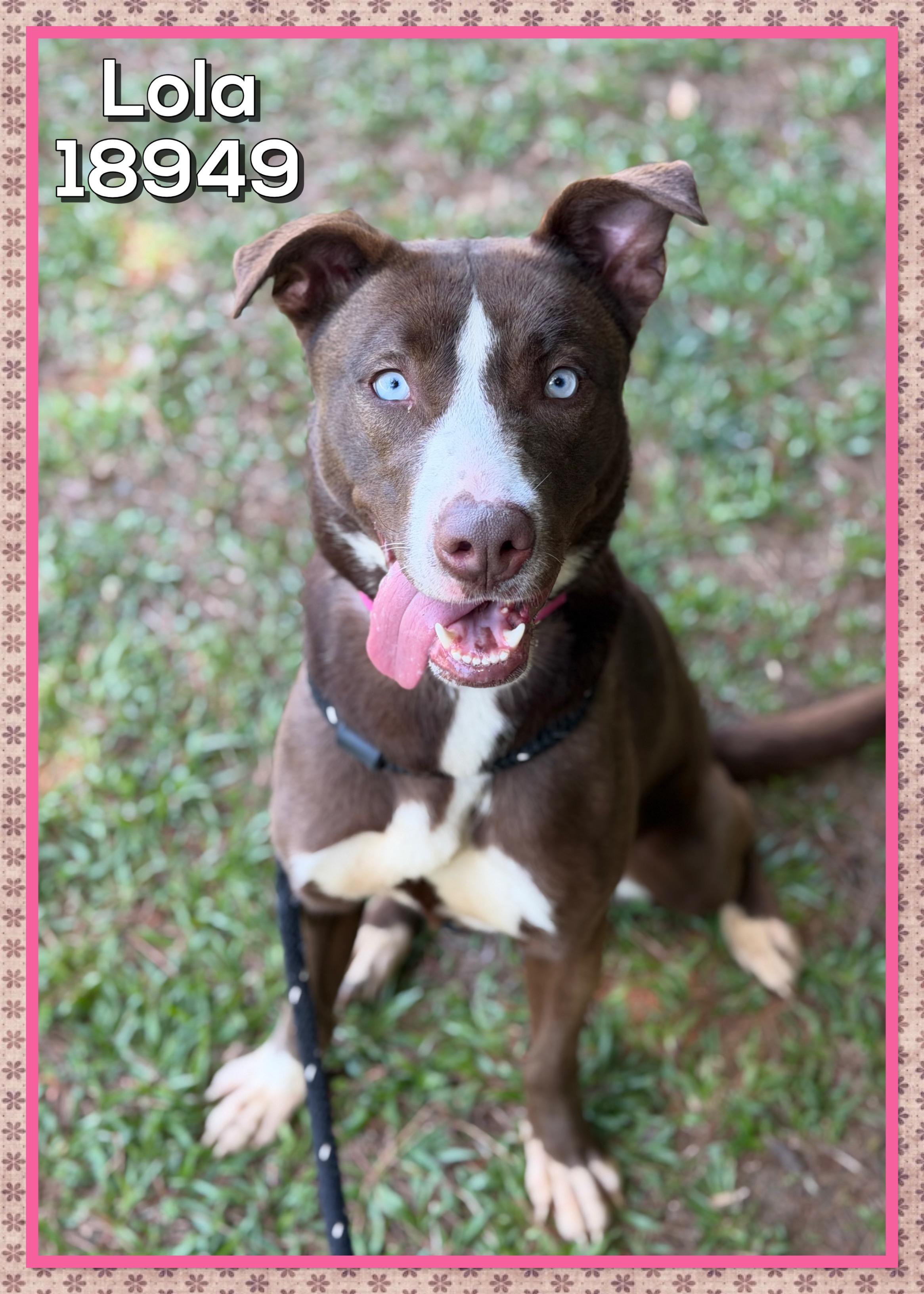LOLA, a ADOPTABLE mixed breed in Marietta, GA image 2/6