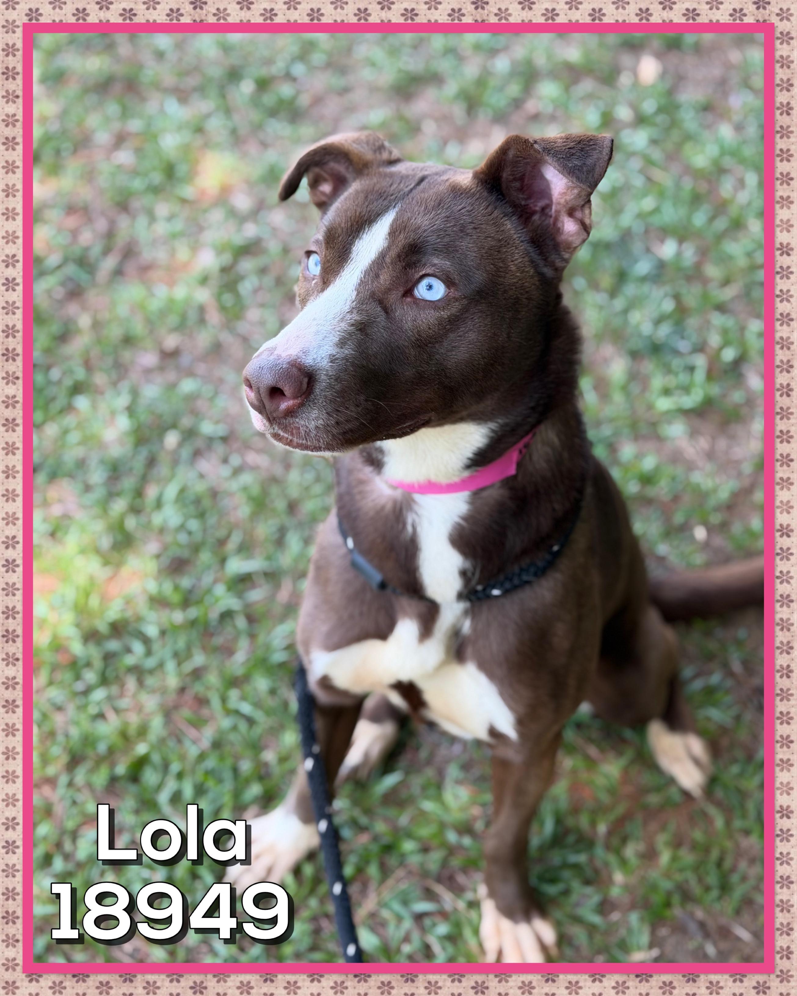 LOLA, a ADOPTABLE mixed breed in Marietta, GA image 6/6