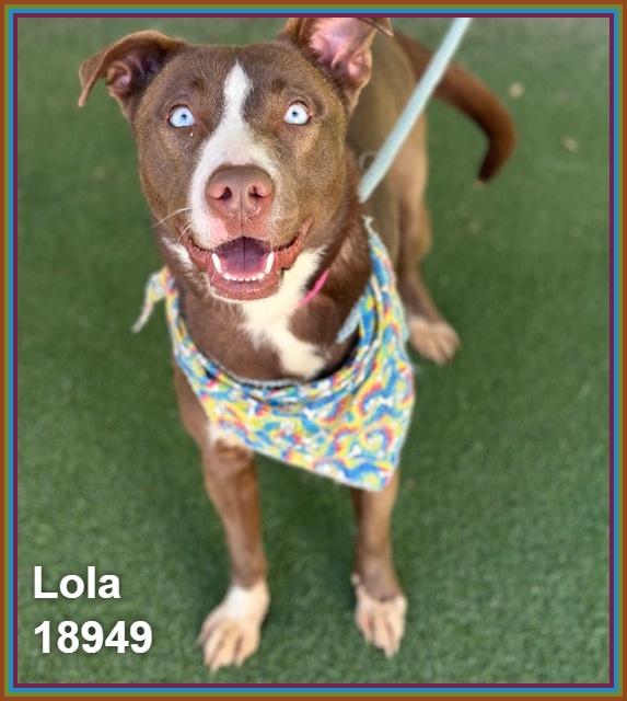 LOLA, a ADOPTABLE mixed breed in Marietta, GA image 5/6