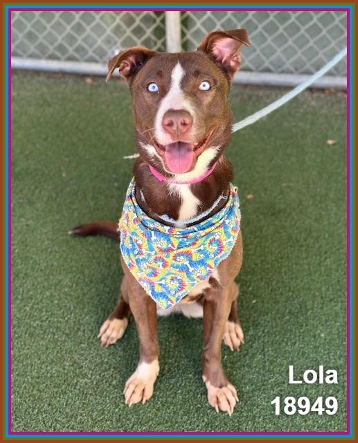 LOLA, a ADOPTABLE mixed breed in Marietta, GA image 3/6