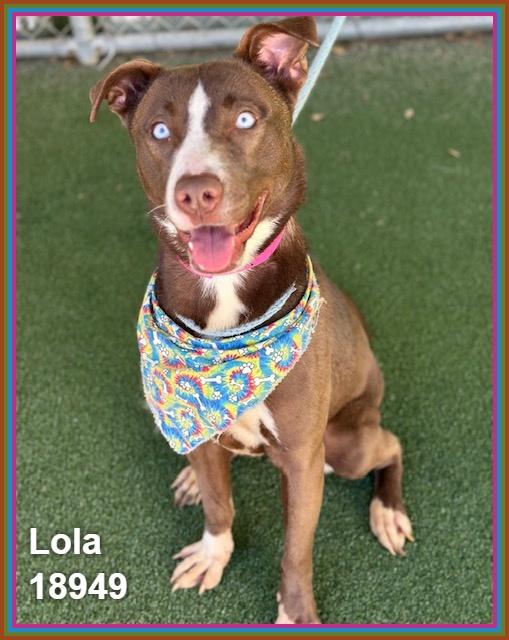LOLA, a ADOPTABLE mixed breed in Marietta, GA image 4/6