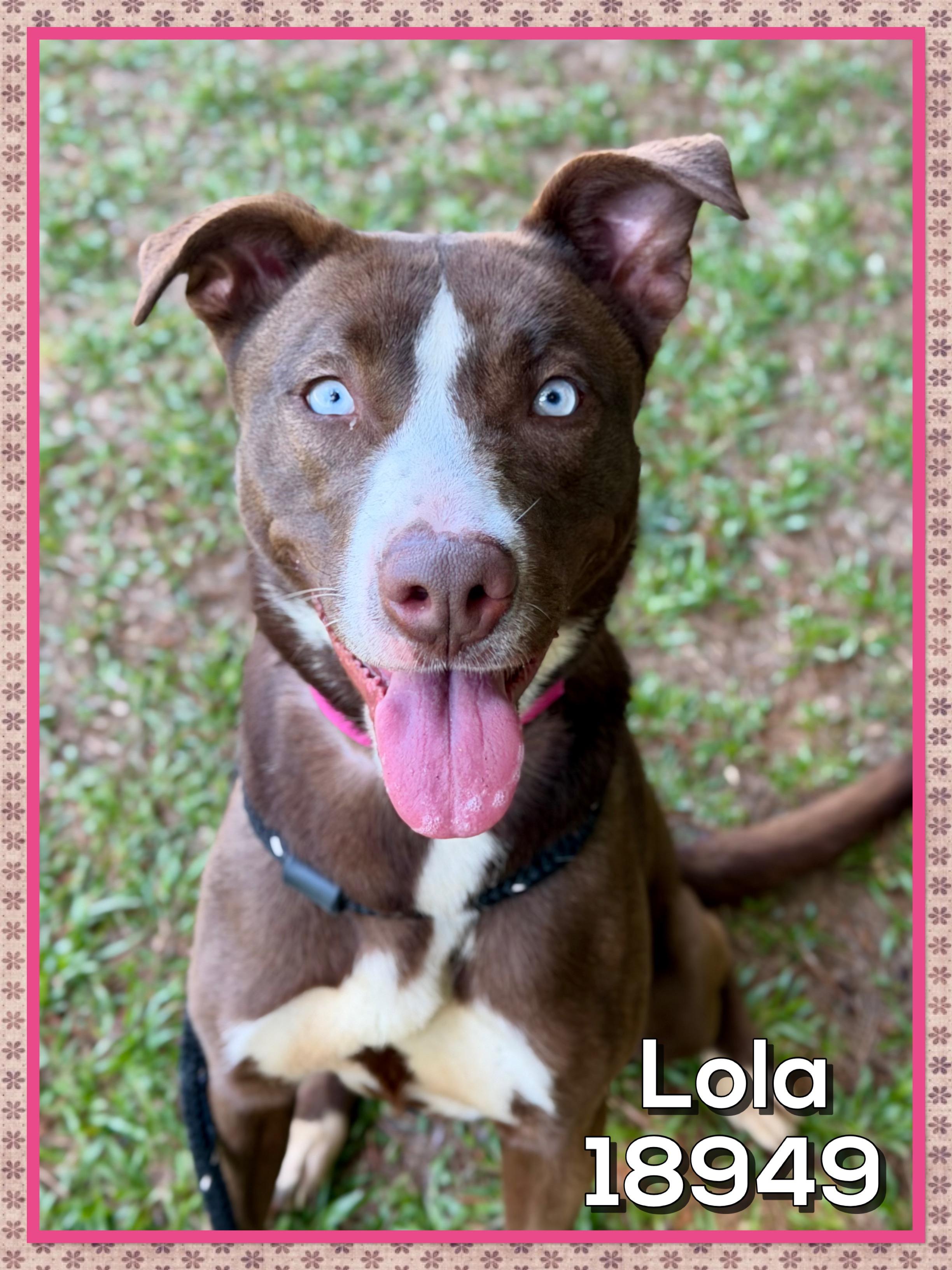 LOLA, ADOPTABLE, Young Female Pit Bull Terrier & Siberian Husky.