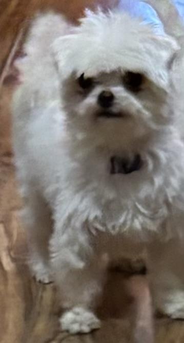 Enlarge Quinn, a Adopted Maltese in Adams, NE image 1/4