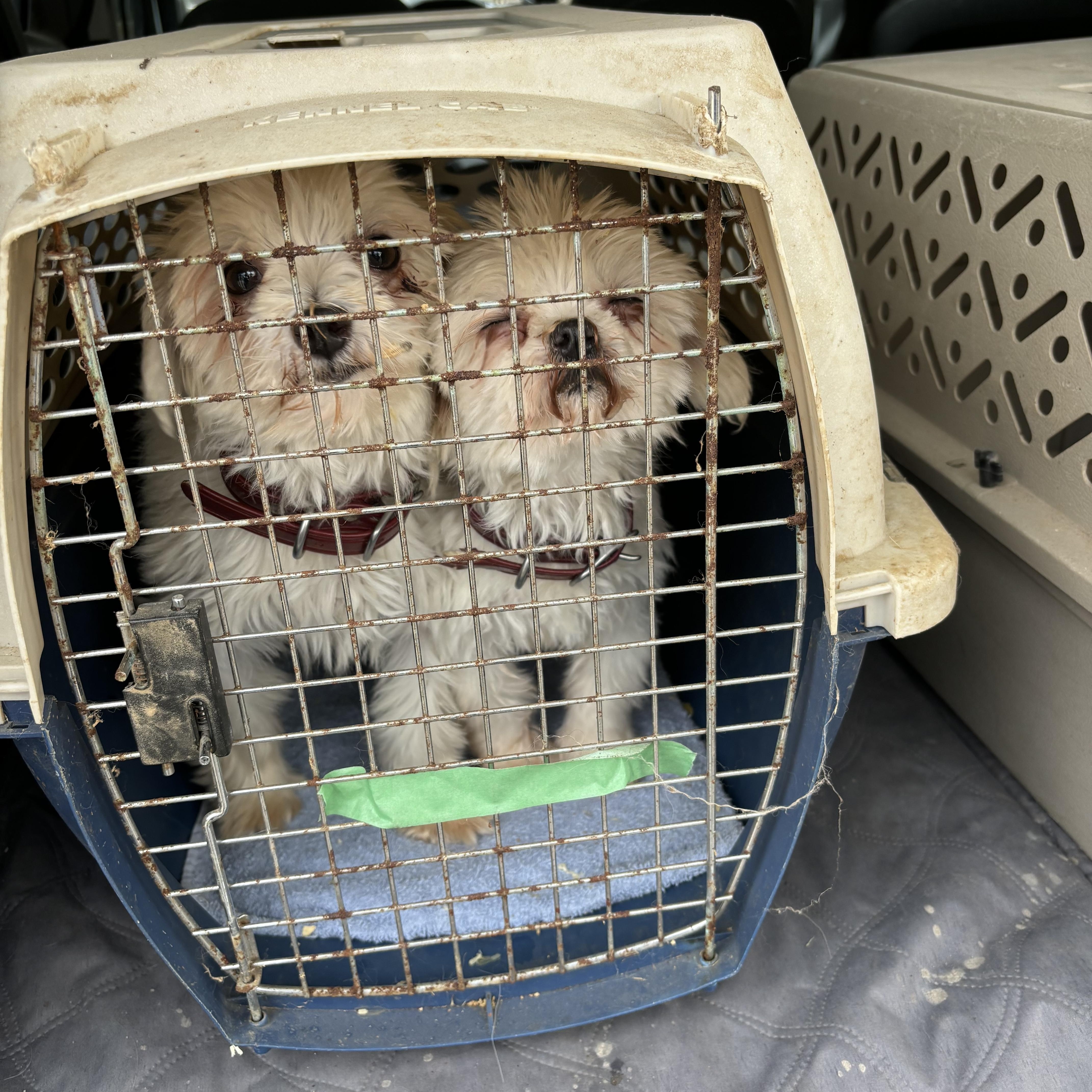 Enlarge Quinn, a Adopted Maltese in Adams, NE image 2/4