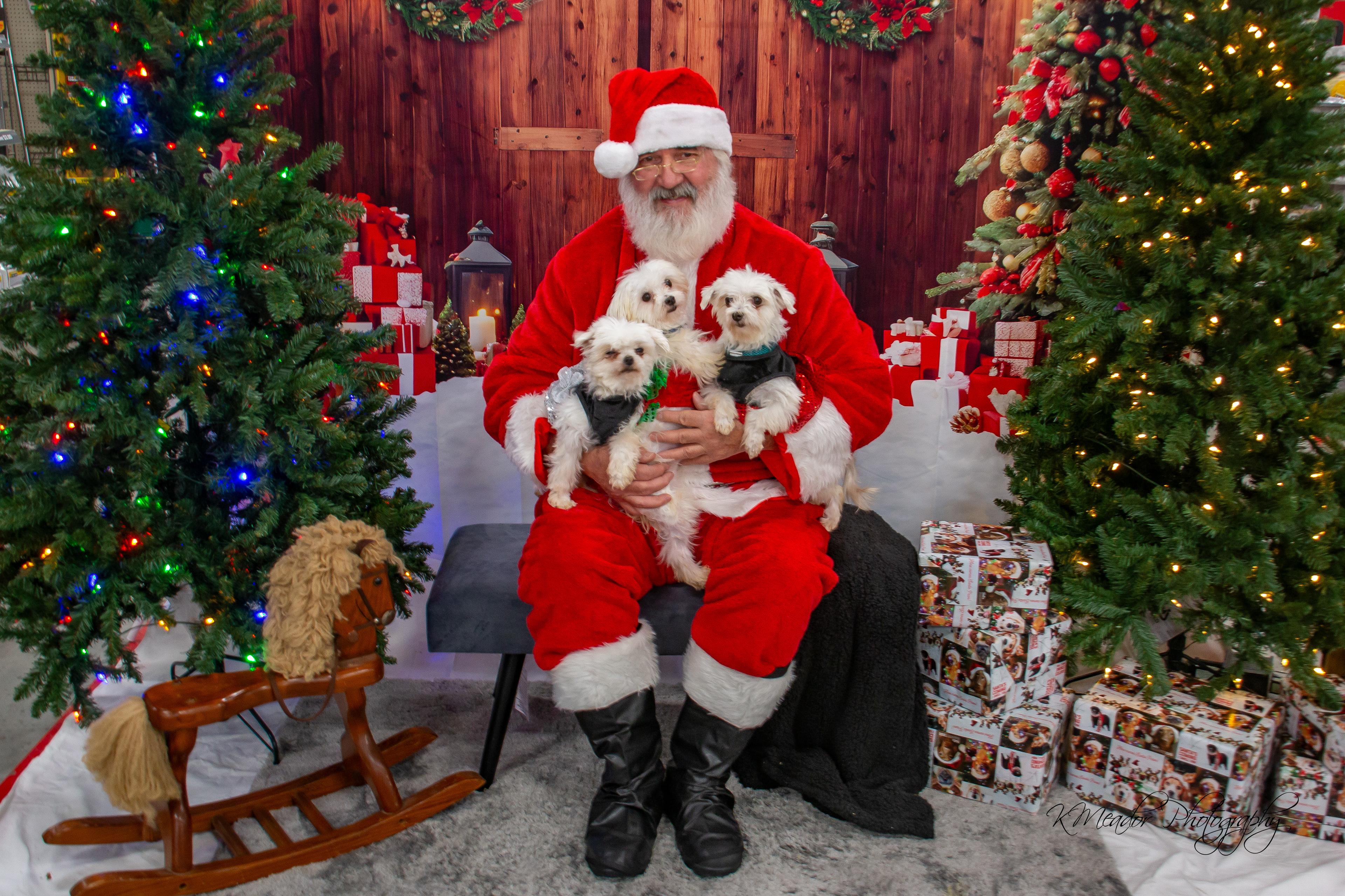 Enlarge Quinn, a Adopted Maltese in Adams, NE image 3/4