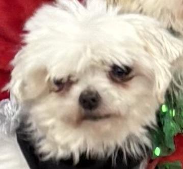 Quinn, Adopted, Young Female Maltese.