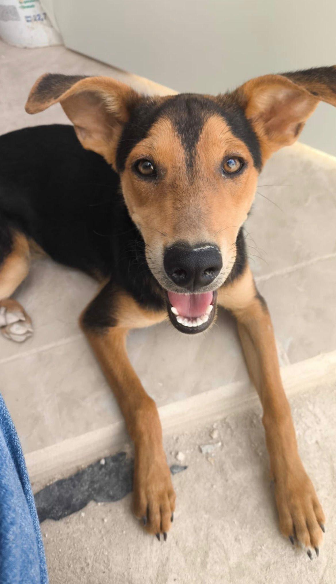 Luna, Adoptable, Young Female Shepherd & Mixed Breed.