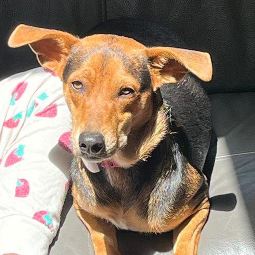 Luna, a Adoptable mixed breed in Sunderland, ON image 3/5