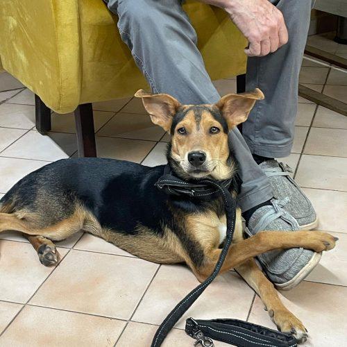 Luna, a Adoptable mixed breed in Sunderland, ON image 2/5