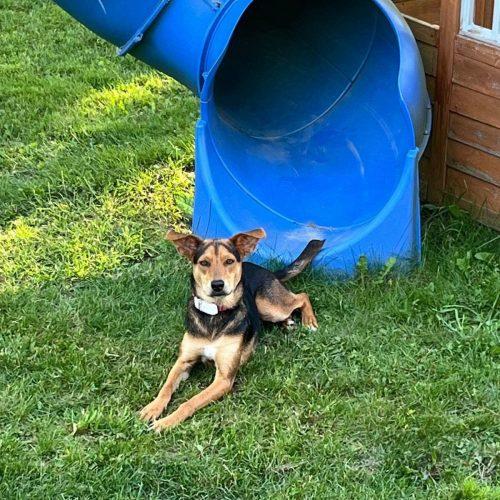 Luna, a Adoptable mixed breed in Sunderland, ON image 4/5
