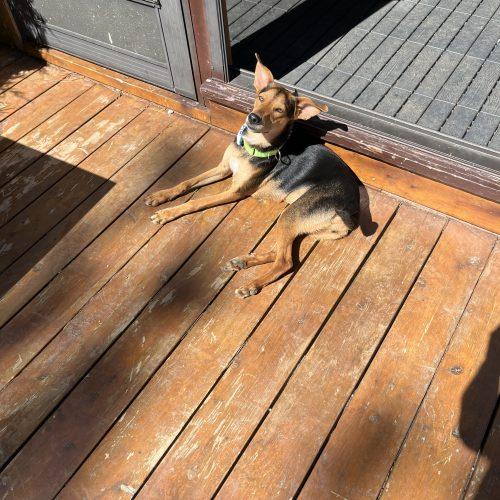 Luna, a Adoptable mixed breed in Sunderland, ON image 5/5