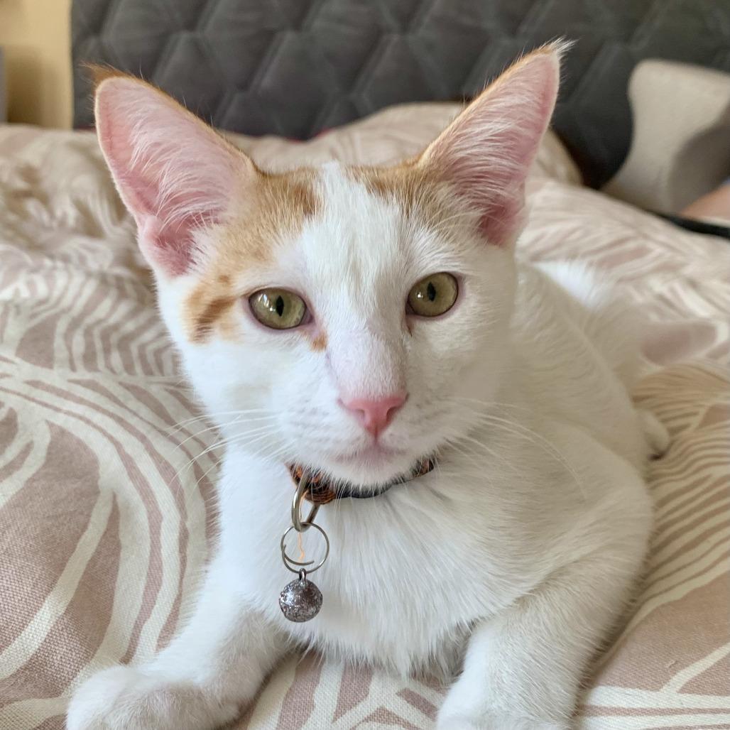 Sheldon — thumbnail 2