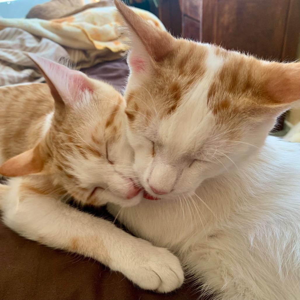 Sheldon — thumbnail 3