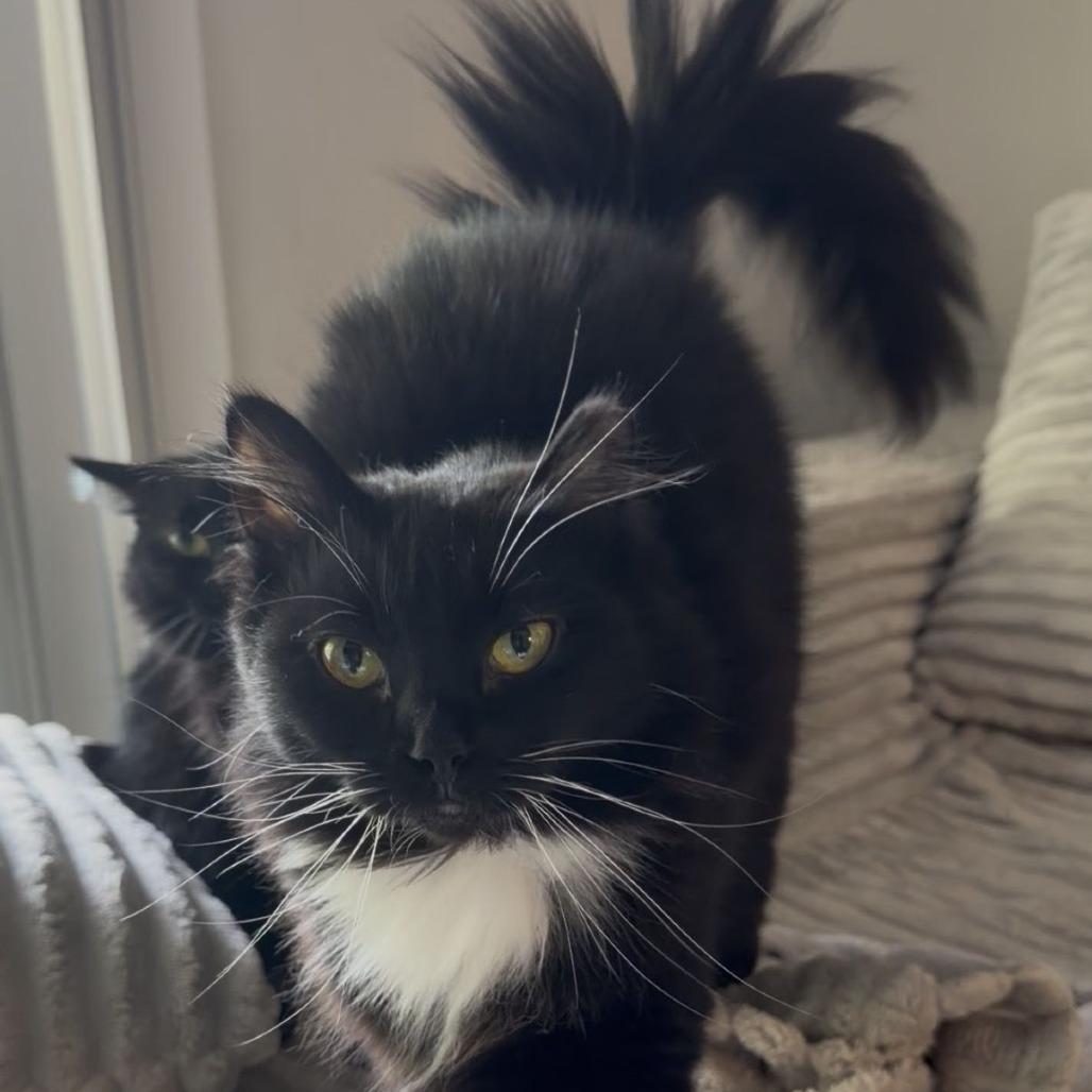 Enlarge Lucie, a Adoptable Domestic Long Hair in Marietta, GA image 2/2