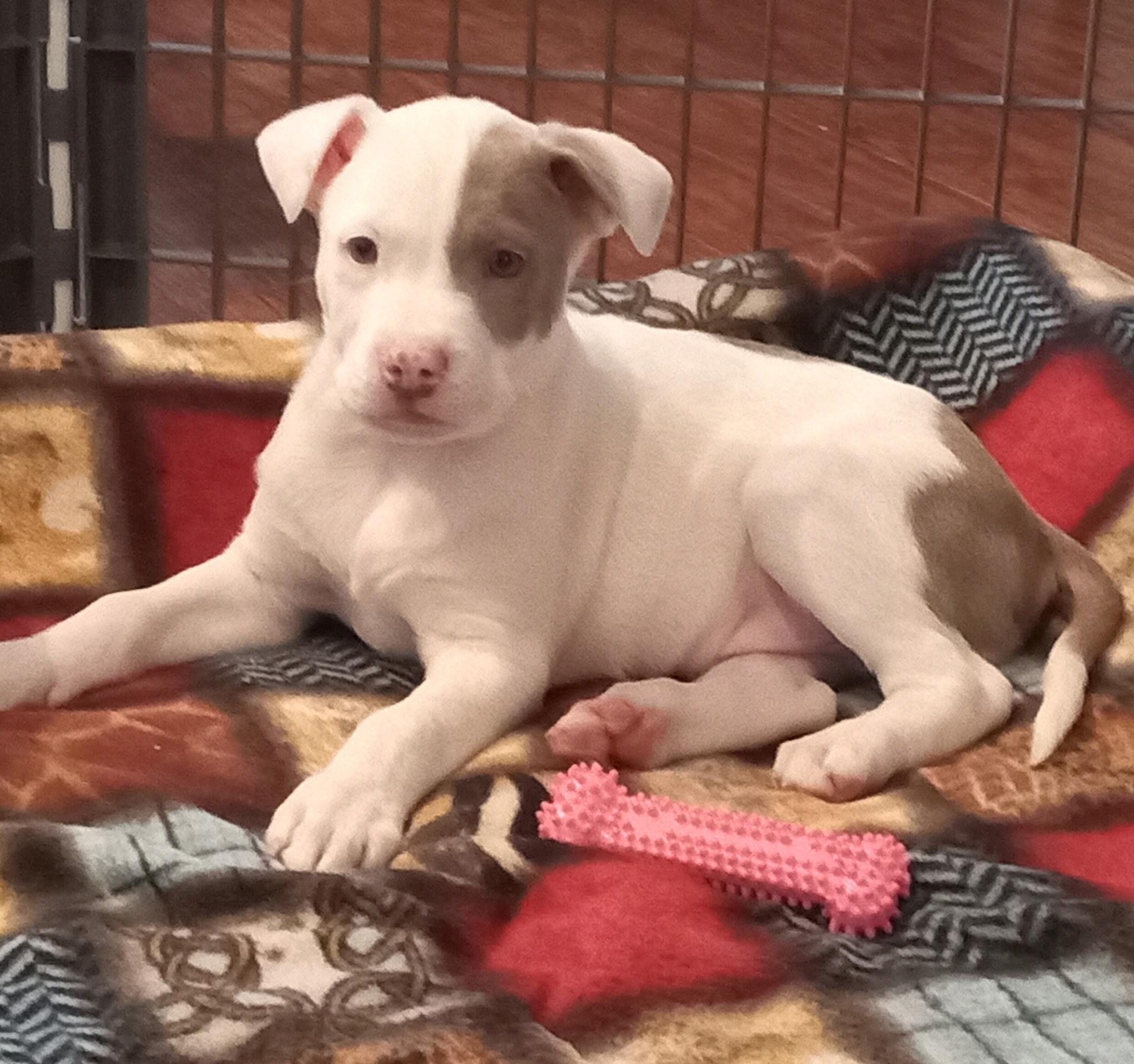 George, ADOPTABLE, Puppy Male Pit Bull Terrier & American Bully.