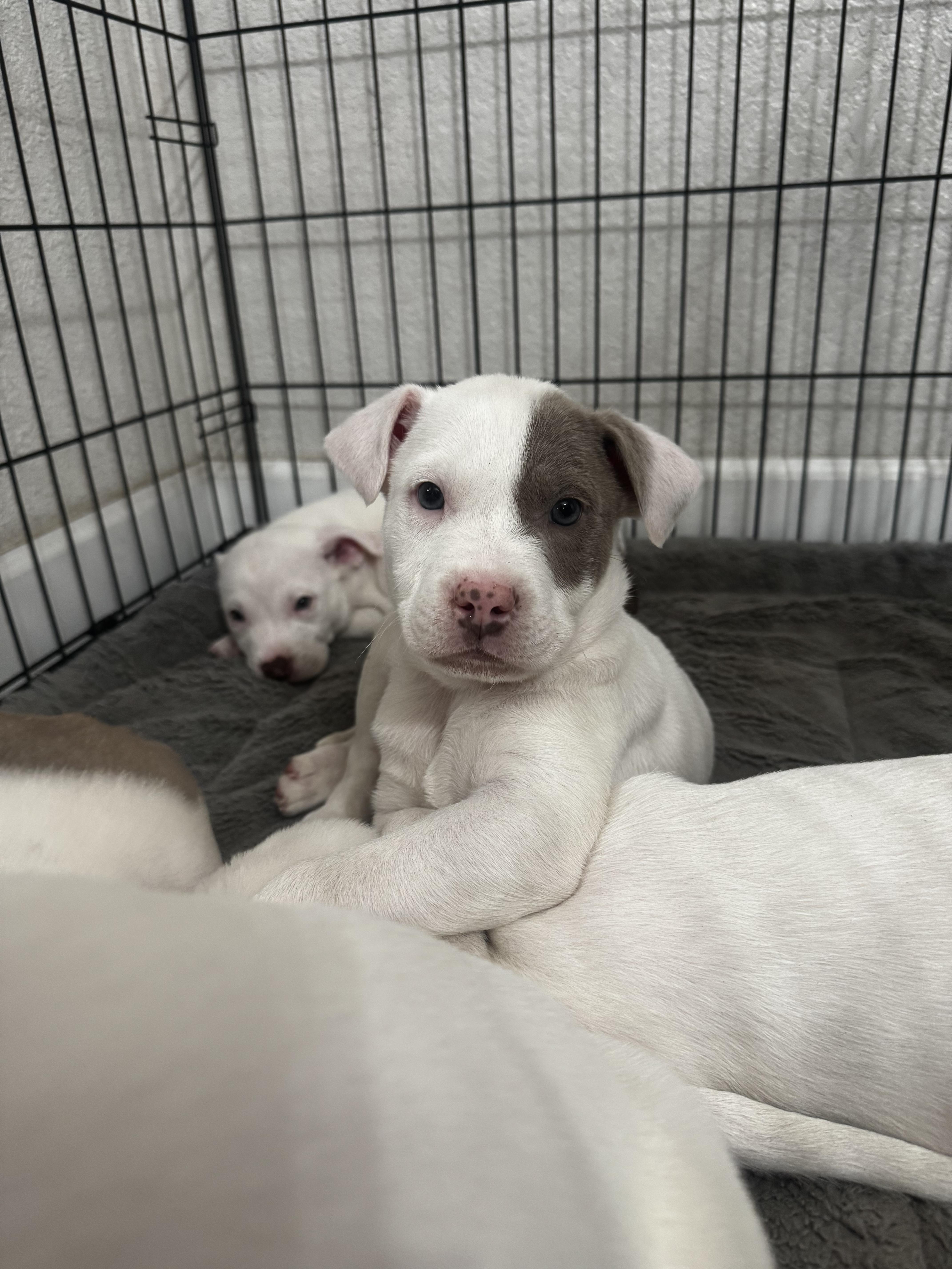 Enlarge George, a ADOPTABLE mixed breed in Lincoln, CA image 2/2