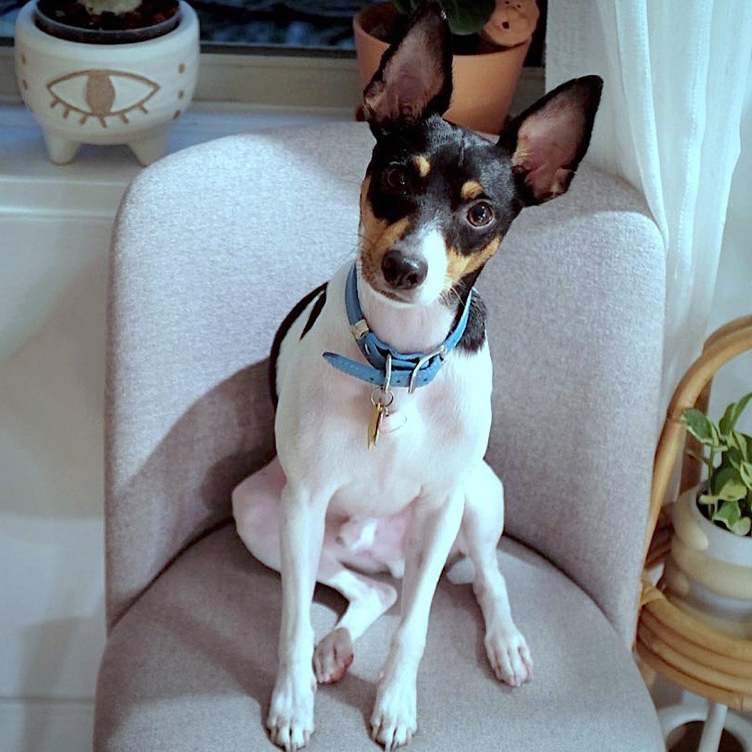 Bulba (FL), Adopted, Adult Male Rat Terrier.