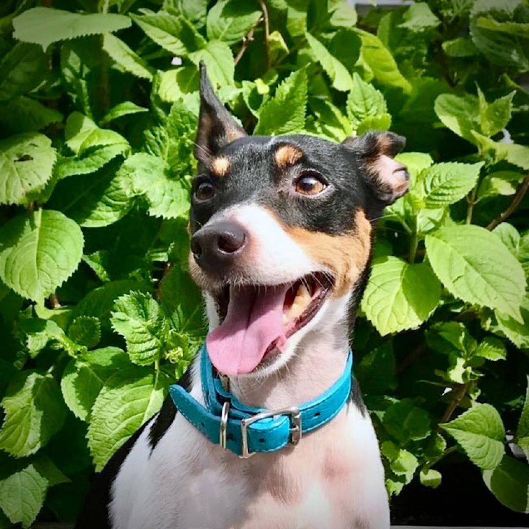 Enlarge Bulba (FL), a Adopted Rat Terrier in Atlanta, GA image 2/3