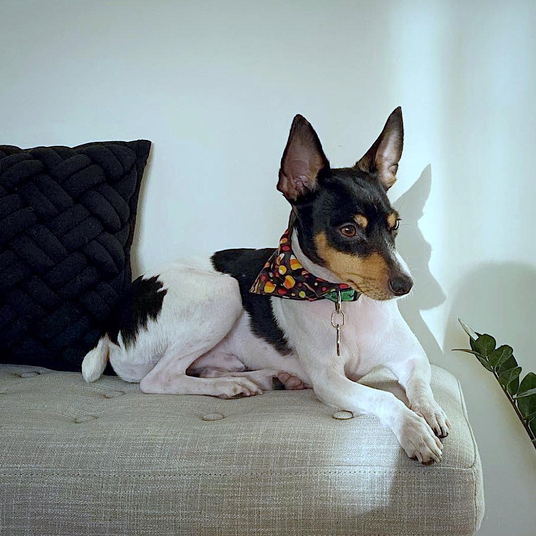 Enlarge Bulba (FL), a Adopted Rat Terrier in Atlanta, GA image 3/3
