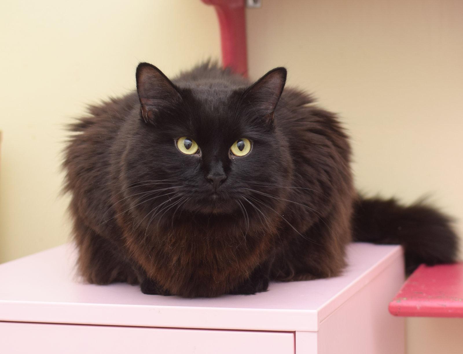 Hera, Adoptable, Adult Female Maine Coon.