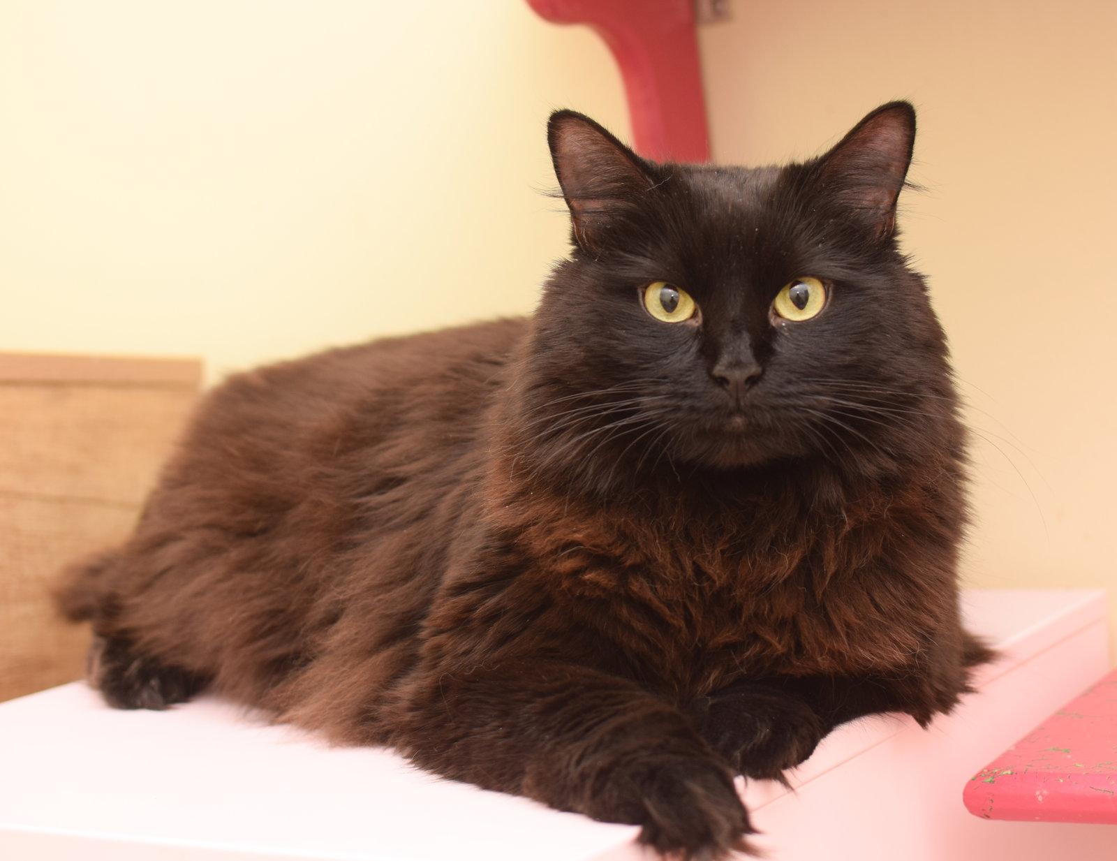 Enlarge Hera, a Adoptable Maine Coon in Hockessin, DE image 3/3