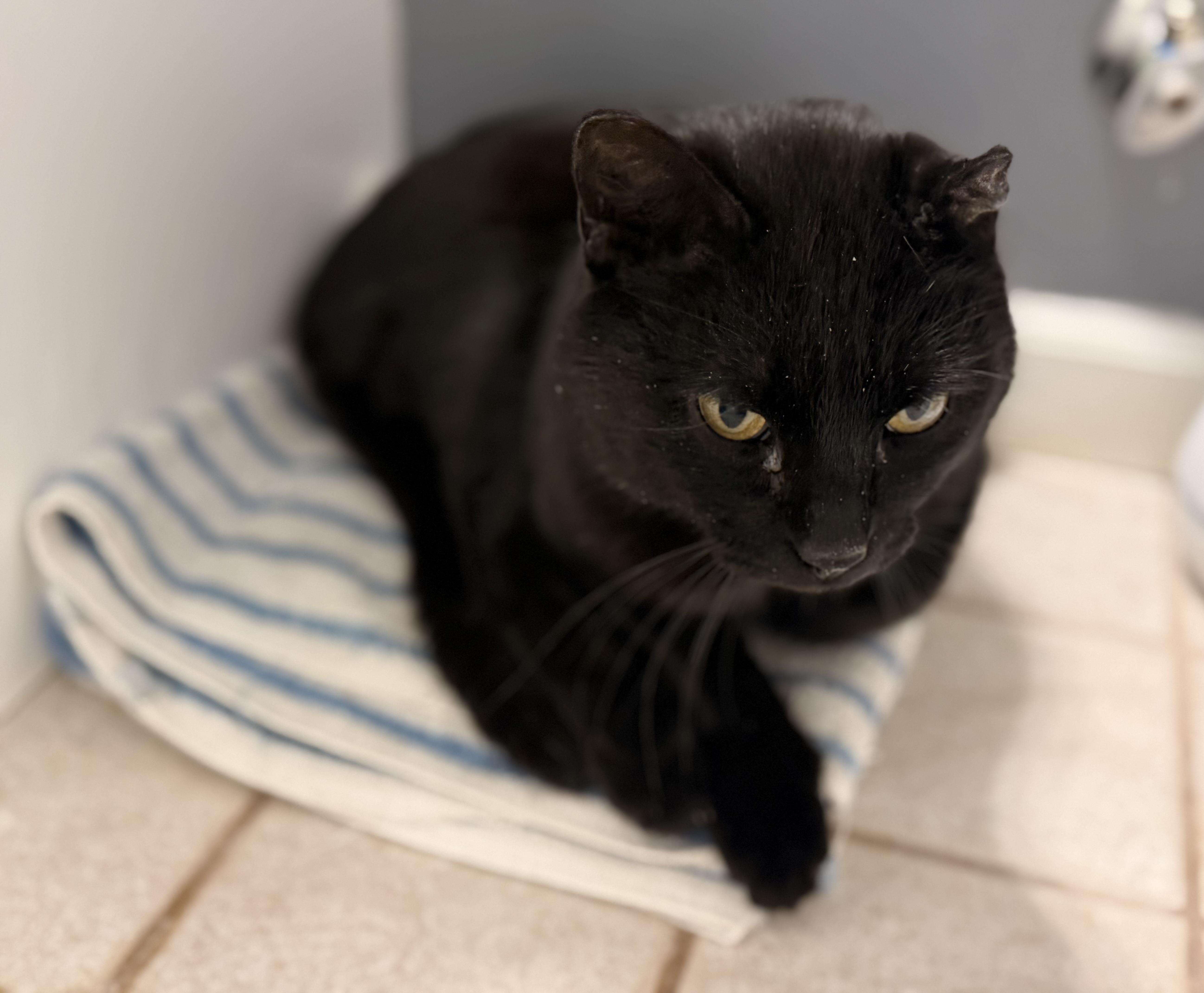 Enlarge Louie, a ADOPTABLE mixed breed in Overland Park, KS image 1/1