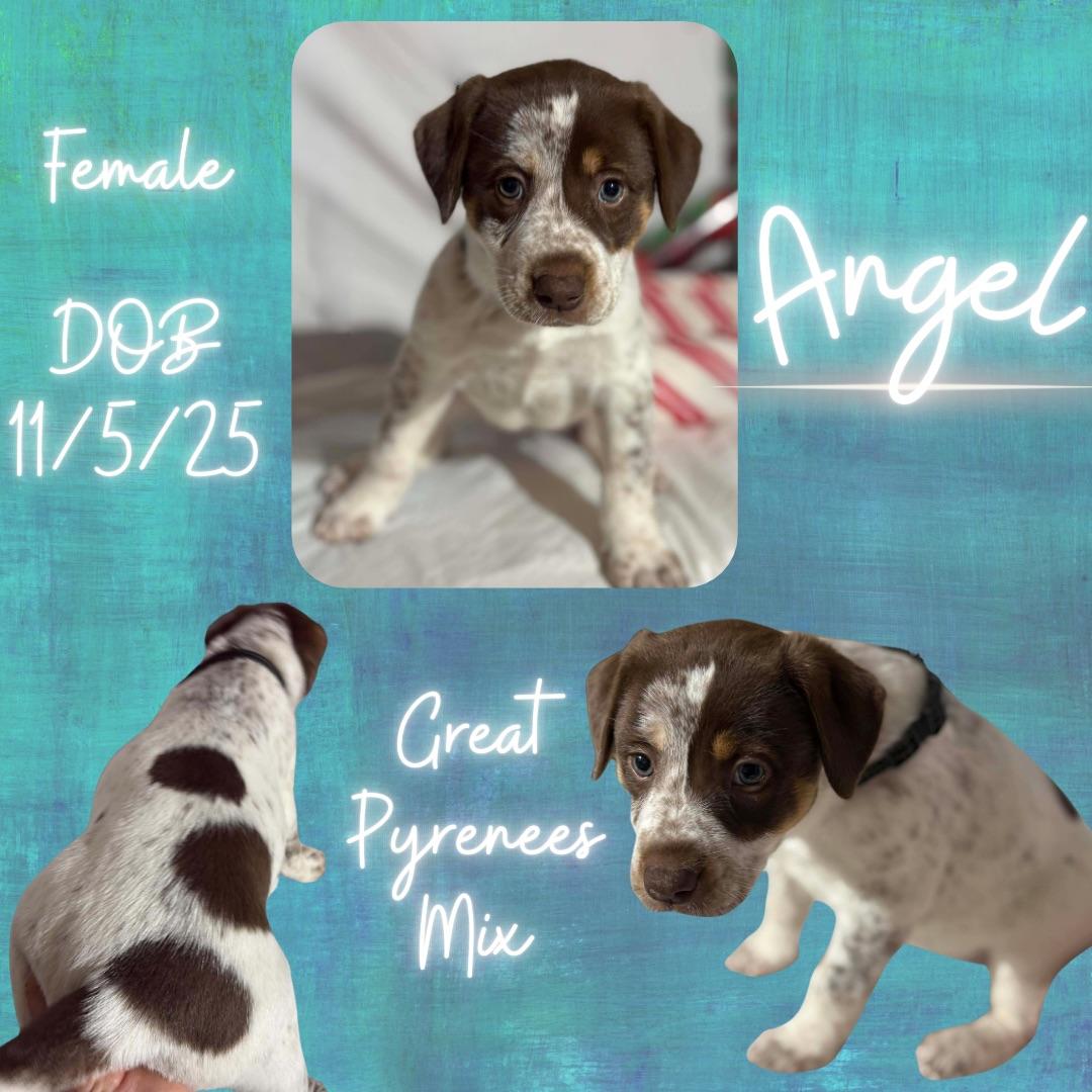 Enlarge Angel, an adopted mixed breed in Edmonds, WA image 1/1