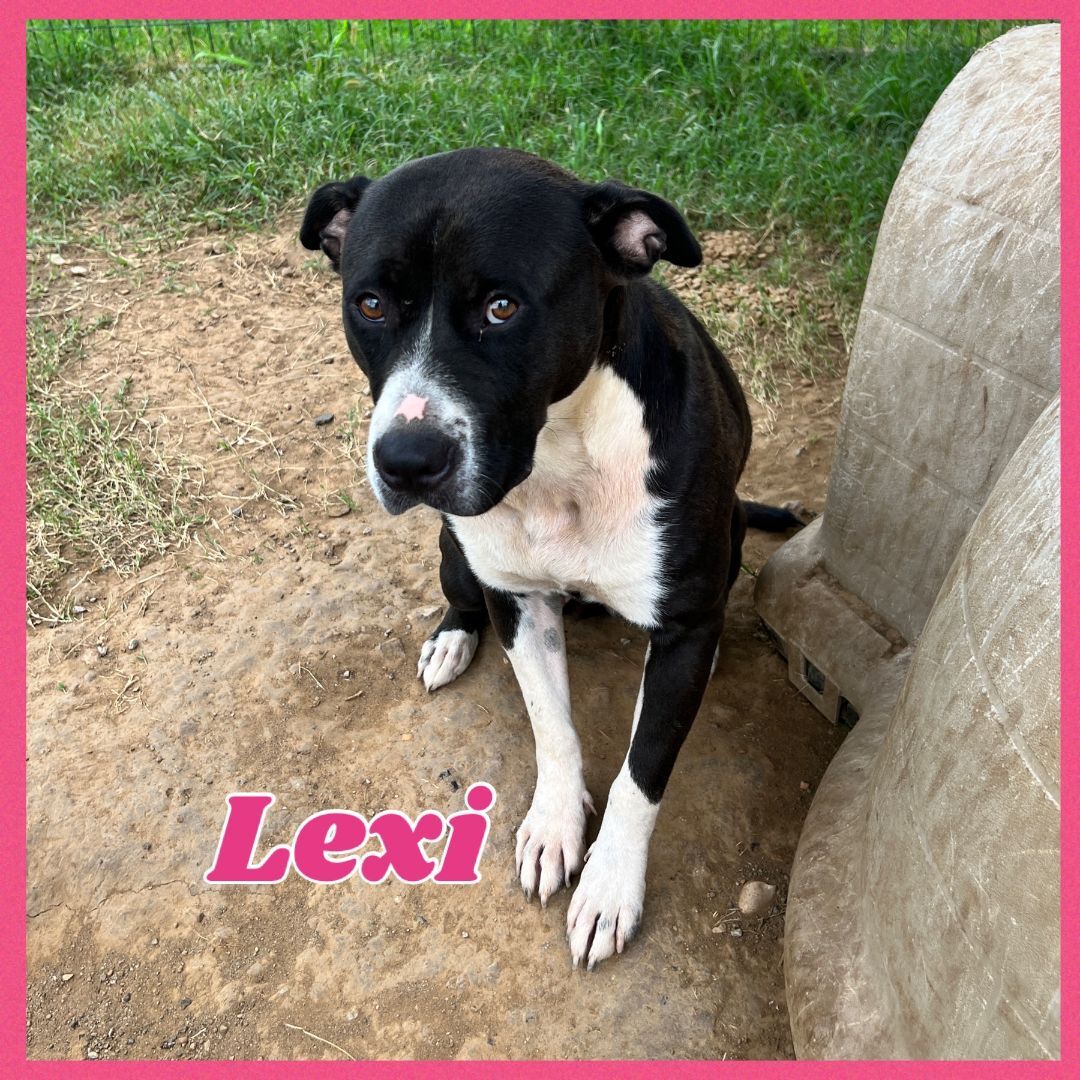 Enlarge Lexi, a Adoptable mixed breed in Bolivar, TN image 8/12