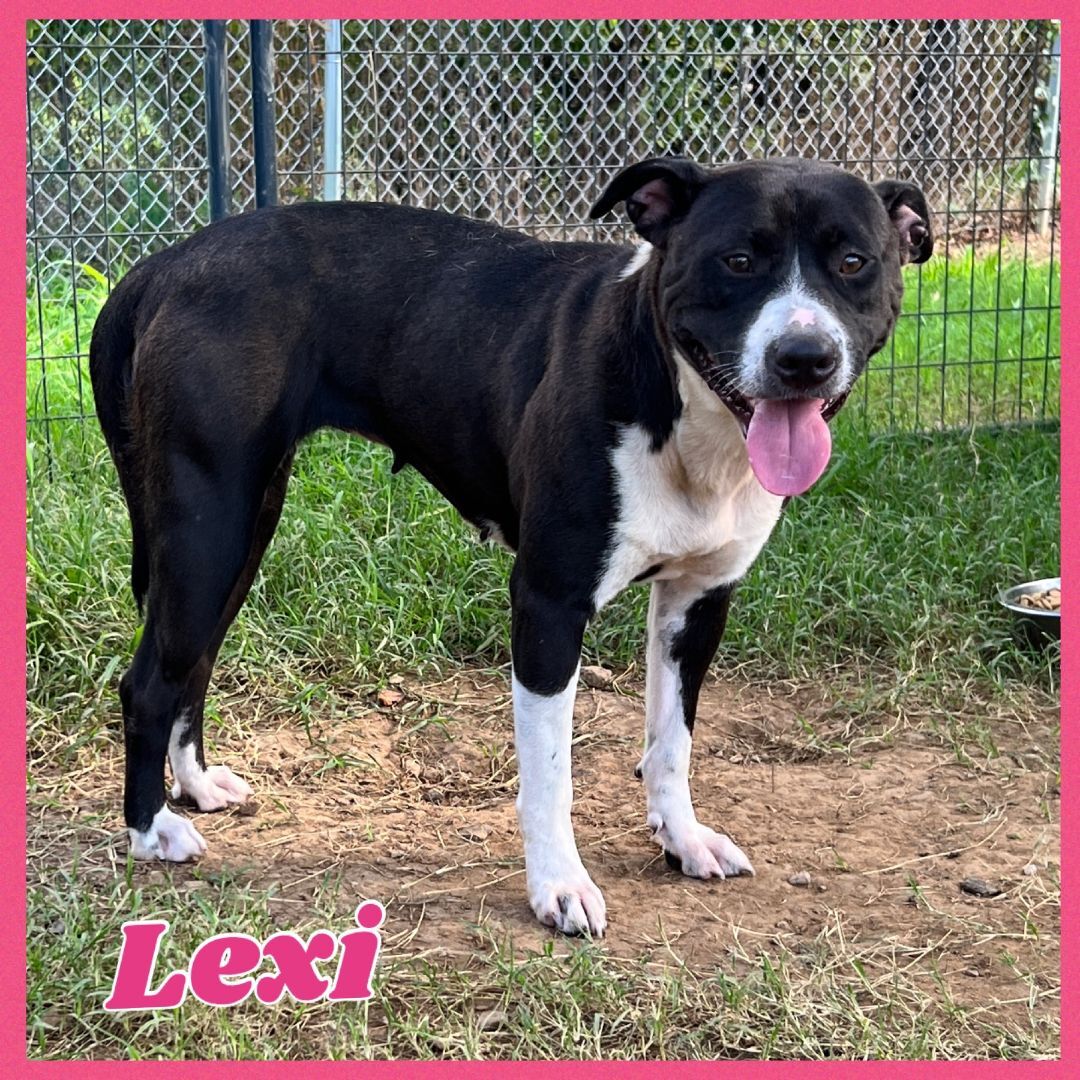 Enlarge Lexi, a Adoptable mixed breed in Bolivar, TN image 9/12