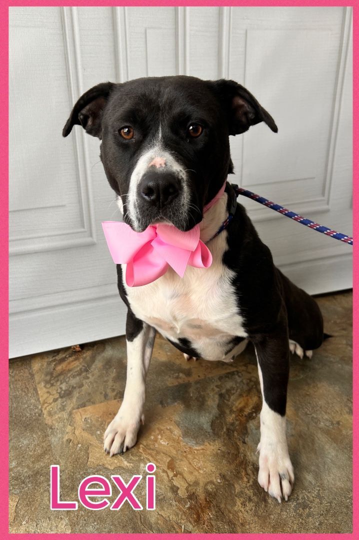 Enlarge Lexi, a Adoptable mixed breed in Bolivar, TN image 1/12