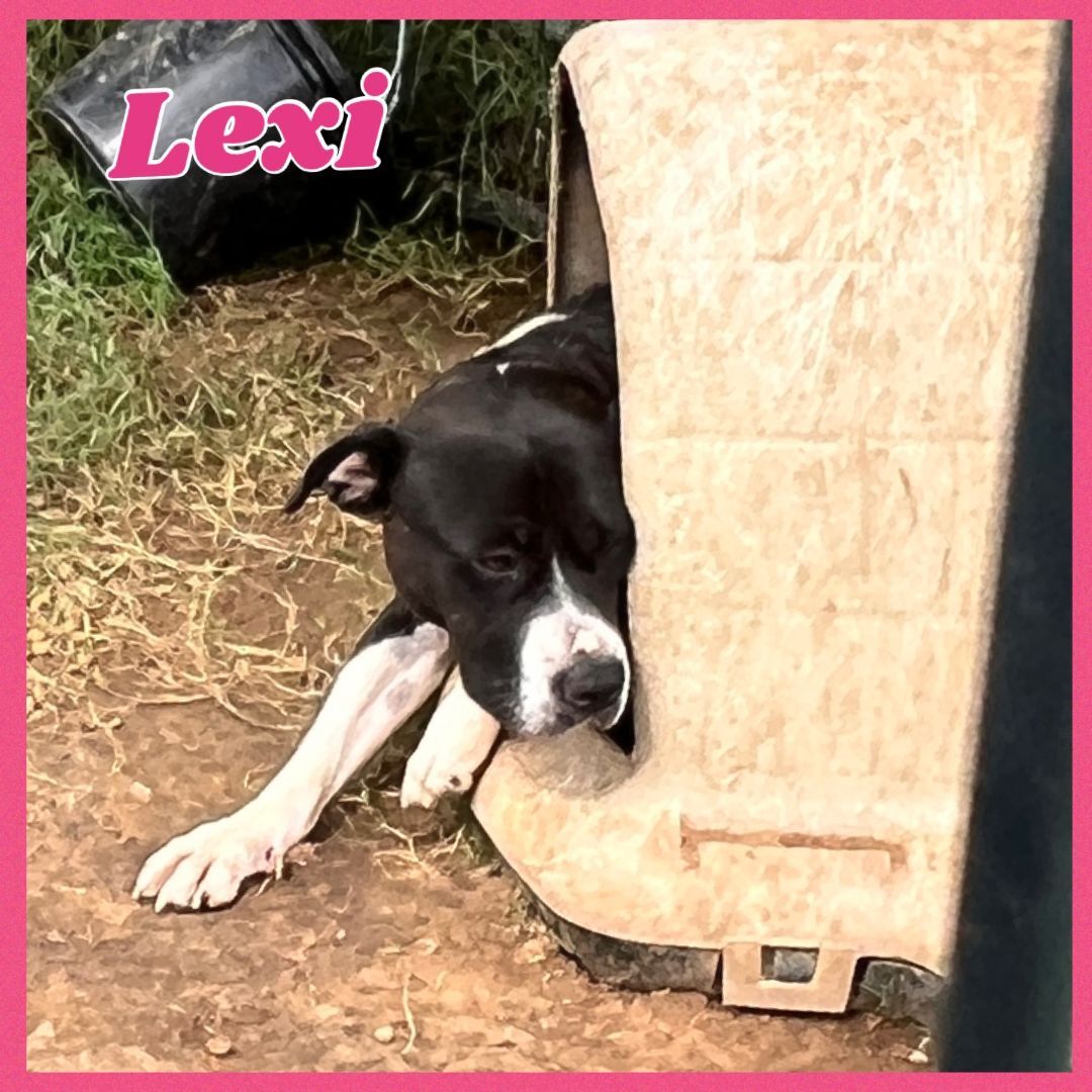 Enlarge Lexi, a Adoptable mixed breed in Bolivar, TN image 10/12