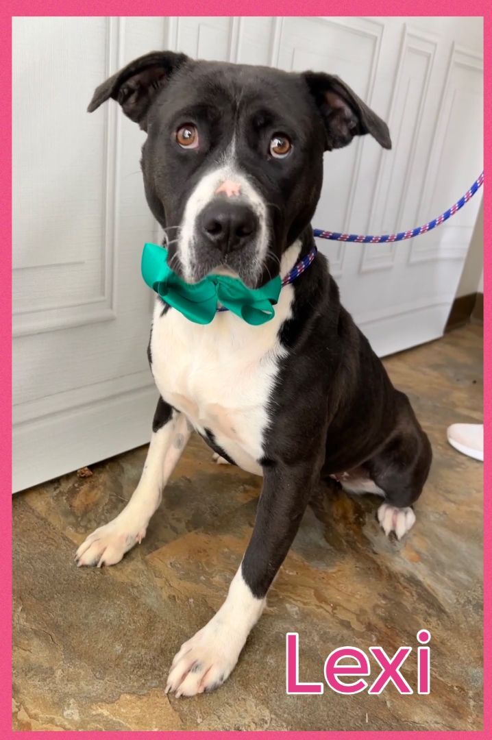 Enlarge Lexi, a Adoptable mixed breed in Bolivar, TN image 11/12