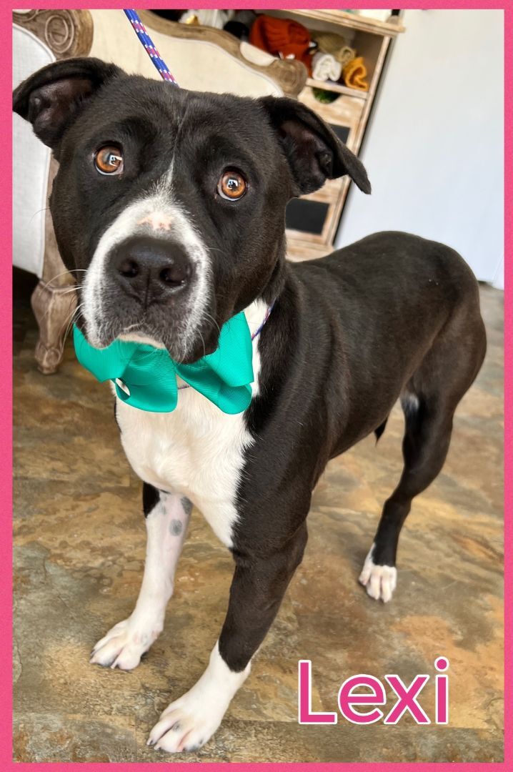 Enlarge Lexi, a Adoptable mixed breed in Bolivar, TN image 12/12