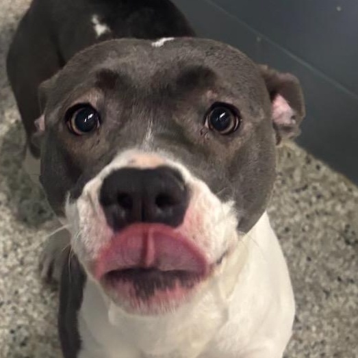 Enlarge Luna, an adopted Pit Bull Terrier in Yorkville, IL image 1/1